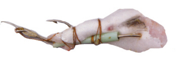 Der Bauchkiel eines Pollack als Köder befestigt für den Fang von Leng und Lumb